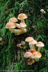 Pyrrhulomyces astragalinus
