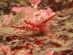 Heptacarpus kincaidi