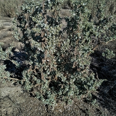 Atriplex nummularia
