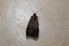 Hydrillodes funestalis