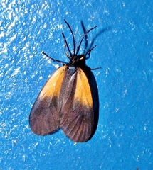 Pyromorpha dimidiata