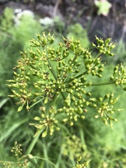Arracacia tolucensis