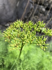 Arracacia tolucensis
