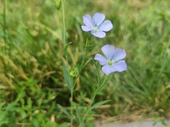 Linum usitatissimum