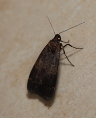 Hydrillodes funestalis