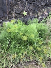 Arracacia tolucensis