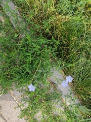 Linum usitatissimum