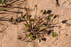 Ornduffia parnassifolia