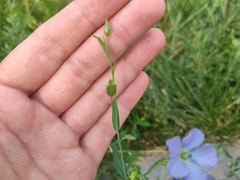 Linum usitatissimum