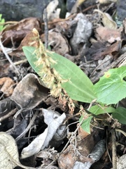 Mesadenus polyanthus