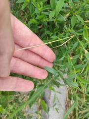 Linum usitatissimum