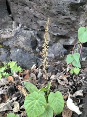 Mesadenus polyanthus