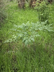 Prionosciadium thapsoides
