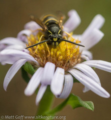 Vespula acadica