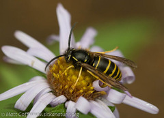 Vespula acadica