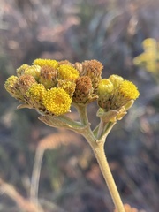 Inula glomerata
