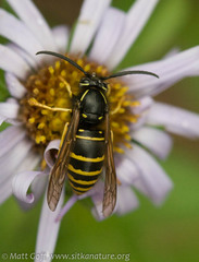Vespula acadica