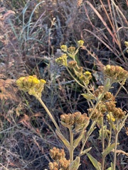 Inula glomerata