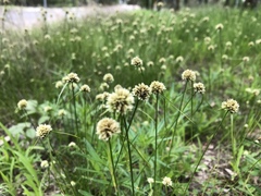 Cyperus seslerioides
