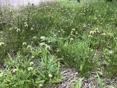 Cyperus seslerioides