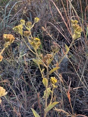 Inula glomerata