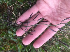 Eutrema edwardsii