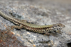 Podarcis muralis