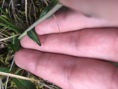 Eutrema edwardsii