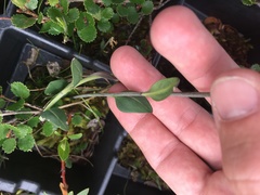 Eutrema edwardsii