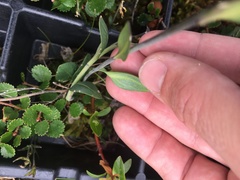 Eutrema edwardsii