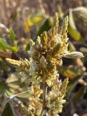 Flemingia grahamiana