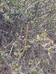 Periploca laevigata angustifolia