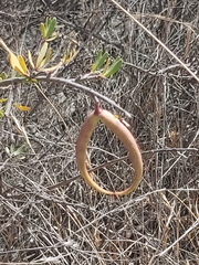 Periploca laevigata angustifolia