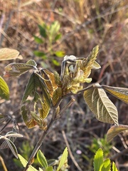 Flemingia grahamiana