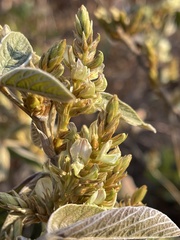 Flemingia grahamiana