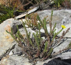 Ursinia trifida