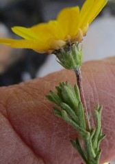 Ursinia trifida