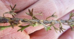 Ursinia trifida
