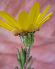 Ursinia trifida
