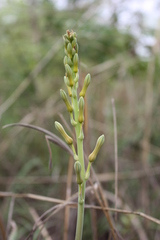 Aloe buettneri