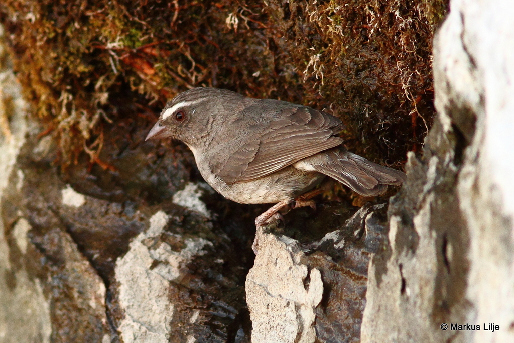 Brown-rumped Seedeater photo