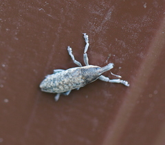 Lixus subtilis