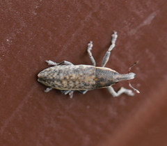 Lixus subtilis