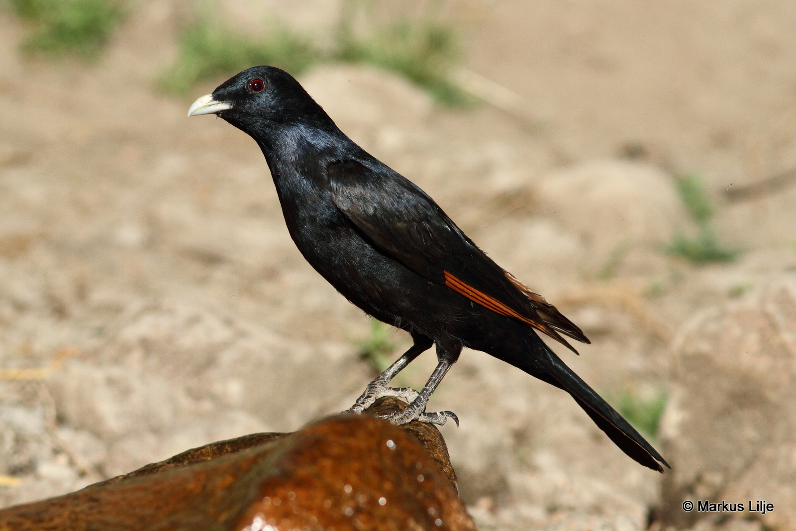 White-billed Starling illustration