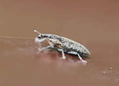 Lixus subtilis
