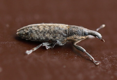 Lixus subtilis