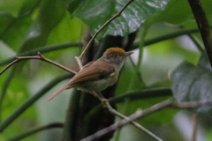 Tunchiornis ochraceiceps