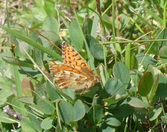 Boloria napaea