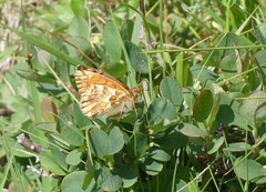 Boloria napaea
