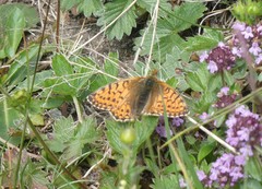 Boloria napaea